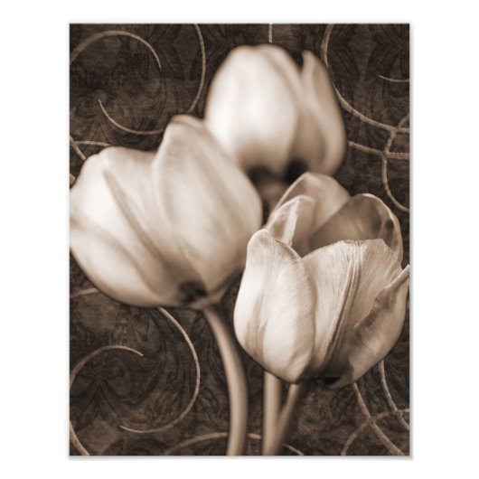 Weiße Tulip Blume Sepia Schwarzer Hintergrund Blüt Fotodruck (Vorne)