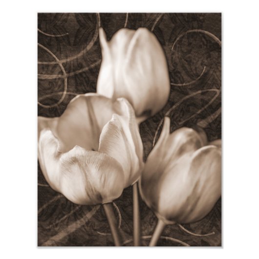 Weiße Tulip Blume Sepia Schwarzer Hintergrund Blüt Fotodruck (Vorne)
