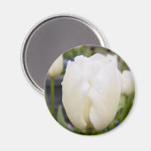 Weiße Tulip Magnet (Vorderseite/Rückseite)