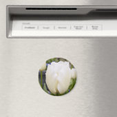 Weiße Tulip Magnet (In Situ (Geschirrspüler))