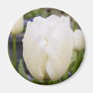 Weiße Tulip Magnet