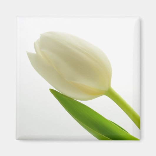 Weiße Tulip Magnet (Vorne)