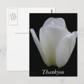 Weiße Tulip Postkarte (Vorne/Hinten)
