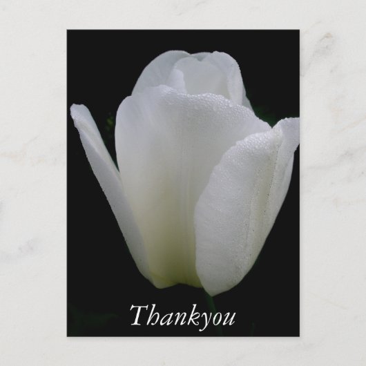 Weiße Tulip Postkarte (Vorderseite)