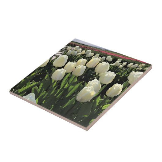 Weiße Tulipen in einem Feld, Oregon Fliese (Seite)