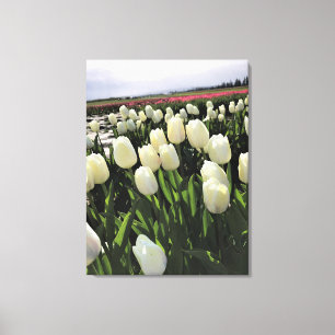 Weiße Tulipen in einem Feld, Oregon Leinwanddruck
