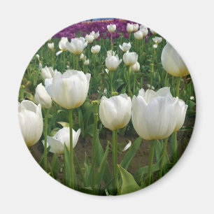 Weiße Tulipen in einem Feld, Oregon Magnet