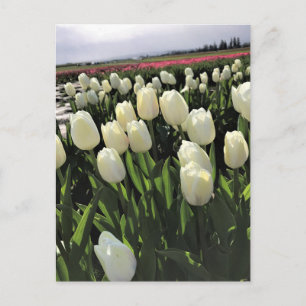 Weiße Tulipen in einem Feld, Oregon Postkarte