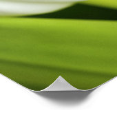 Weiße Tulissen Poster (Ecke)