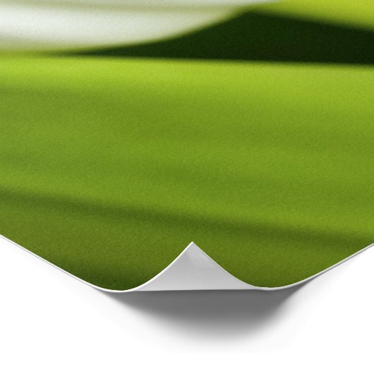 Weiße Tulissen Poster (Ecke)