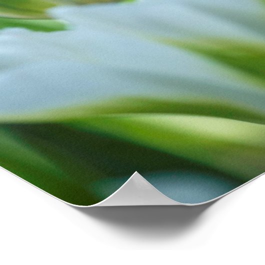 Weiße Tulissen Poster (Ecke)