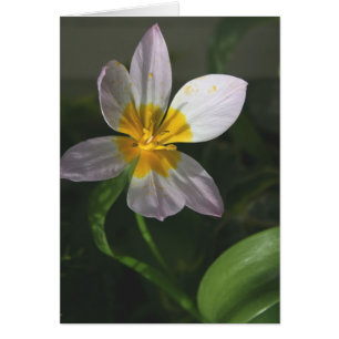 Weiße Tulpe-Karte