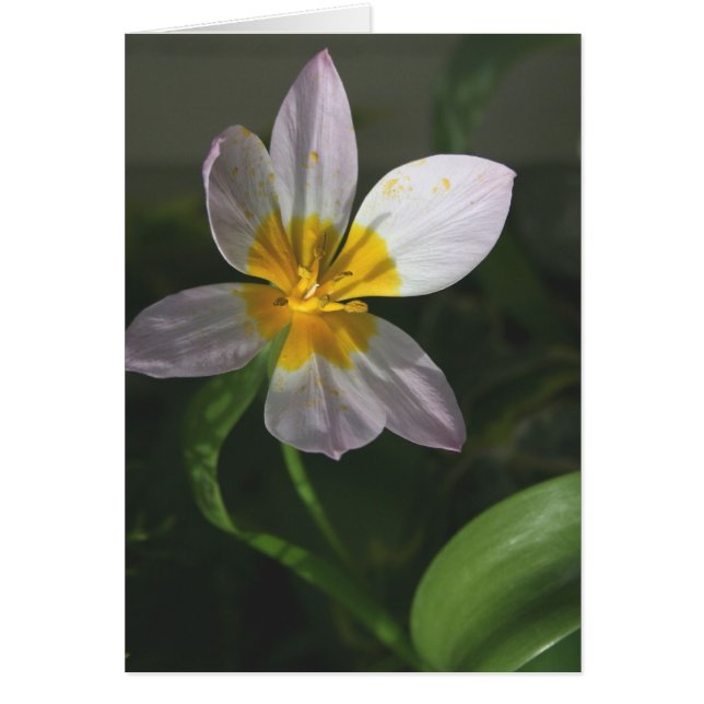 Weiße Tulpe-Karte (Vorne)