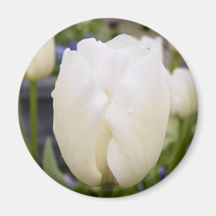 Weiße Tulpe Magnet