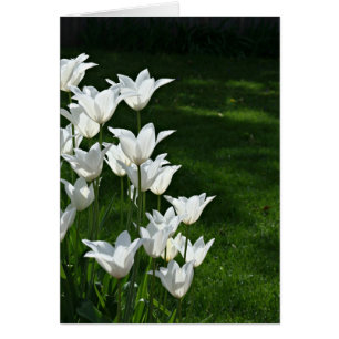 Weiße Tulpen