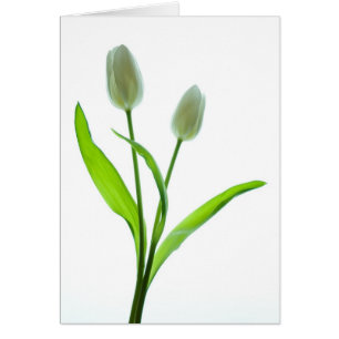 Weiße Tulpen