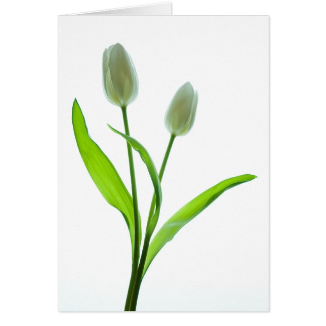 Weiße Tulpen (Vorne)