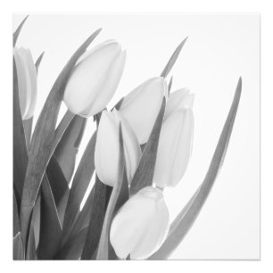 Weiße Tulpen-Fotoabzug Fotodruck