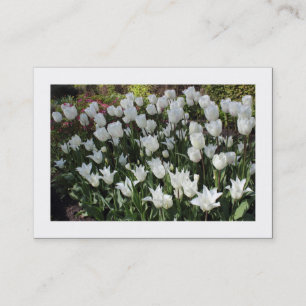 Weiße Tulpen (grenzt) Visitenkarte
