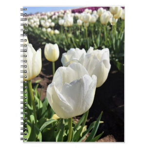 Weiße Tulpen in einem Feld, Waldbrand, Oregon Notizblock