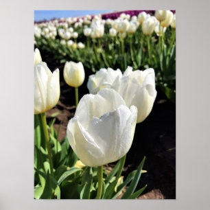 Weiße Tulpen in einem Feld, Waldbrand, Oregon Poster