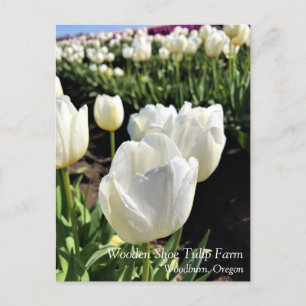 Weiße Tulpen in einem Feld, Waldbrand, Oregon Postkarte