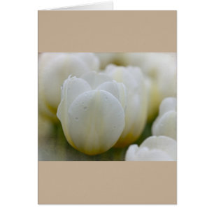 Weiße Tulpen mit benutzerdefinierter Morgengummi-K