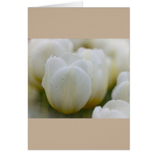 Weiße Tulpen mit benutzerdefinierter Morgengummi-K (Vorne)