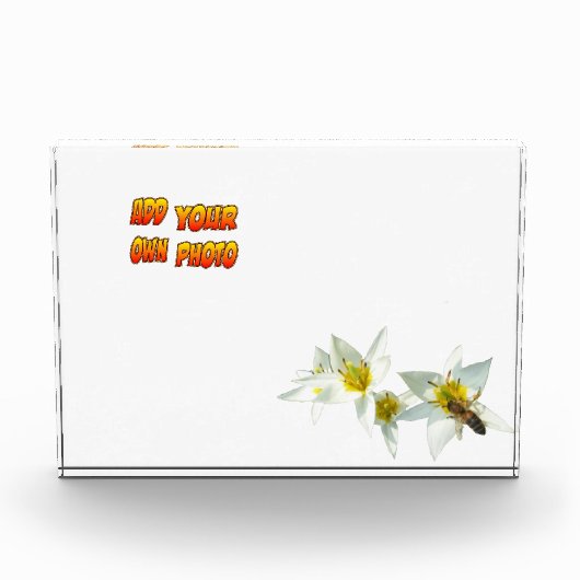 Weiße Tulpen mit Kruste. Fotoblock (Vorderseite)