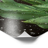 Weiße Tulpen mit Regentropfen Fotodruck (Ecke)