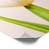 Weiße Tulpen mit weißem Hintergrund, Poster (Ecke)