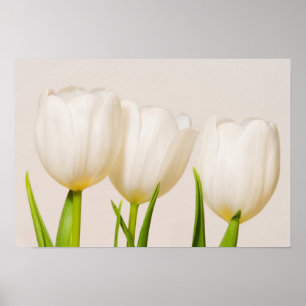 Weiße Tulpen mit weißem Hintergrund, Poster
