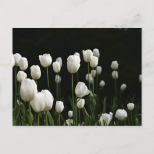 Weiße Tulpen Postkarte
