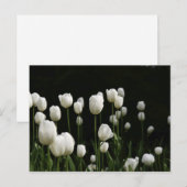 Weiße Tulpen Postkarte (Vorne/Hinten)
