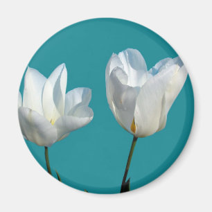 weiße Tulpenblüten auf aquablauem Hintergrund Magnet