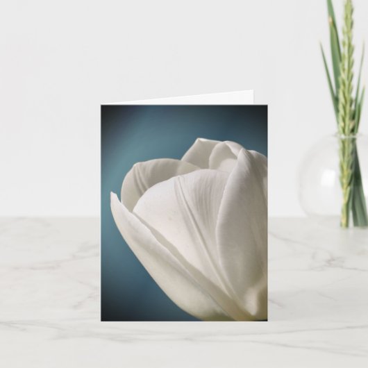 Weiße Tulpenblütenfotografie (Vorderseite)