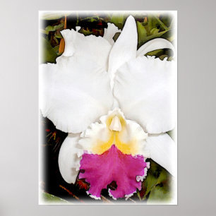 Weiße u. lila Cattleya Orchidee Poster