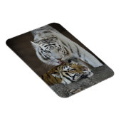 Weiße und braune Tiger Magnet (Rechte Seite)