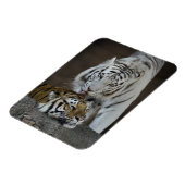 Weiße und braune Tiger Magnet (Linke Seite)
