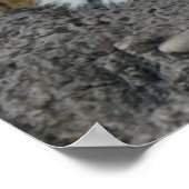 Weiße und braune Tiger Poster (Ecke)