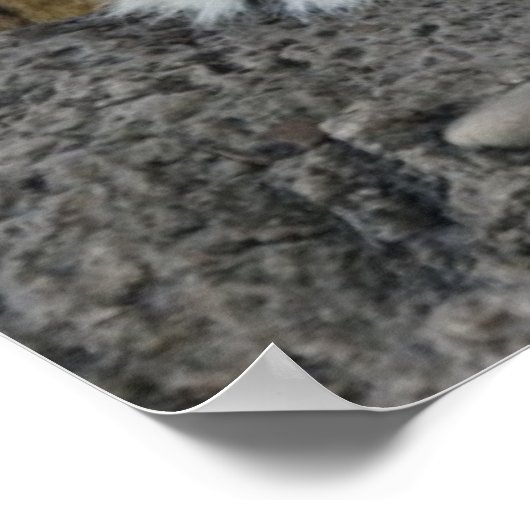 Weiße und braune Tiger Poster (Ecke)