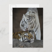 Weiße und braune Tiger Postkarte (Vorne/Hinten)