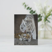 Weiße und braune Tiger Postkarte (Stehend Vorderseite)