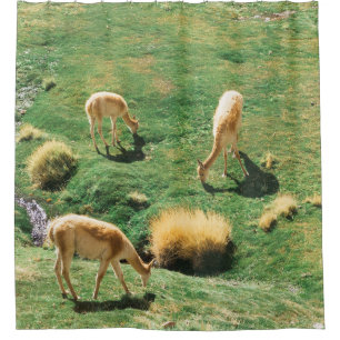 WEISSE UND BROWPFERDE AUF DEM GRÜNEN GRASS FELD DUSCHVORHANG
