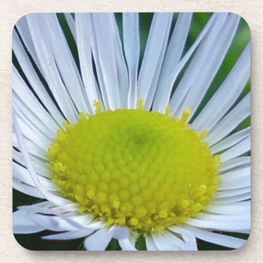 Weiße und gelbe Blume Getränkeuntersetzer (Vorderseite)