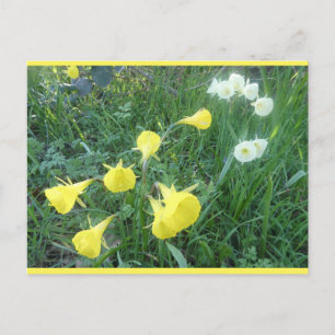Weiße und gelbe Osterglocken DIY Postkarte