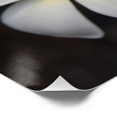 Weiße und gelbe Plumeria Poster (Ecke)