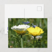 Weiße und gelbe Wildblume Postkarte (Vorne/Hinten)