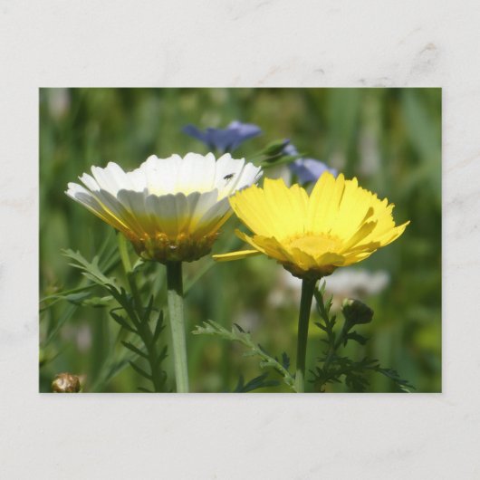 Weiße und gelbe Wildblume Postkarte (Vorderseite)