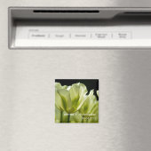 Weiße und grüne, variierte Tulpen DSC0856 Magnet (In Situ (Geschirrspüler))